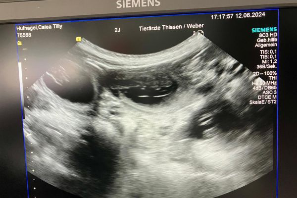ultraschall_20240618_1344704661B37C878E-6202-AD0F-2D33-A9681D5368F5.jpg