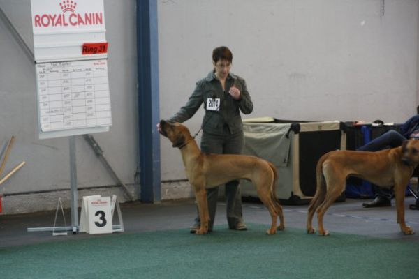 cacib_saarbruecken_2015_2_20210226_2087688580DE598FE8-382F-A1C6-4E5A-F734B784C515.jpg