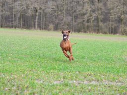 felisha_1_20210219_2034939024