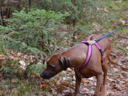 mantrailing_4_20210219_1400940933