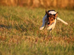 sommer_2016_8_20210219_1353659496