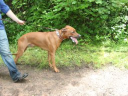 welpentreffen_a-wurf_juni_2016_11_20210219_1814645298