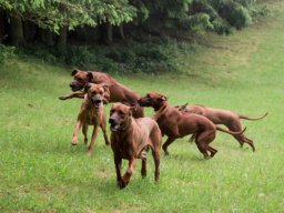 welpentreffen_a-wurf_juni_2016_15_20210219_1858413707