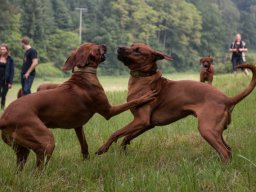 welpentreffen_a-wurf_juni_2016_18_20210219_1136019645
