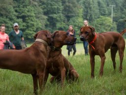 welpentreffen_a-wurf_juni_2016_19_20210219_1233077819