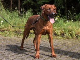 welpentreffen_a-wurf_juni_2016_26_20210219_1889836319