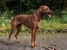 welpentreffen_a-wurf_juni_2016_28_20210219_1373598378