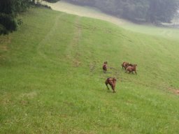 welpentreffen_a-wurf_juni_2016_2_20210219_1069035139