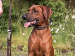 welpentreffen_a-wurf_juni_2016_30_20210219_1763407439