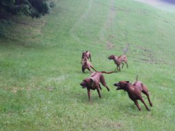 welpentreffen_a-wurf_juni_2016_3_20210219_1966616657