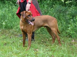 welpentreffen_a-wurf_juni_2016_7_20210219_1332667614