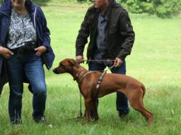 welpentreffen_a-wurf_juni_2016_8_20210219_1774395789