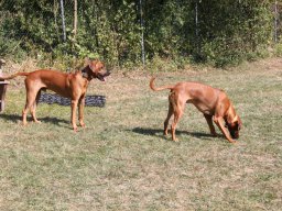 welpentreffen_c-wurf_18082018_15_20210219_1497312606