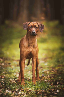 Aisha